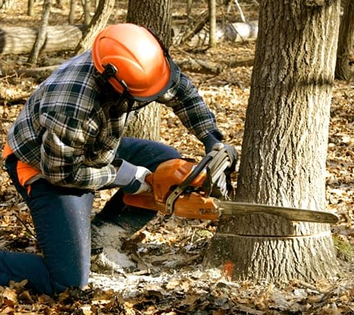 Tree Removal in Bristow, OK